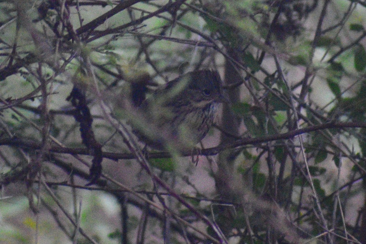 Lincoln's Sparrow - ML647520093