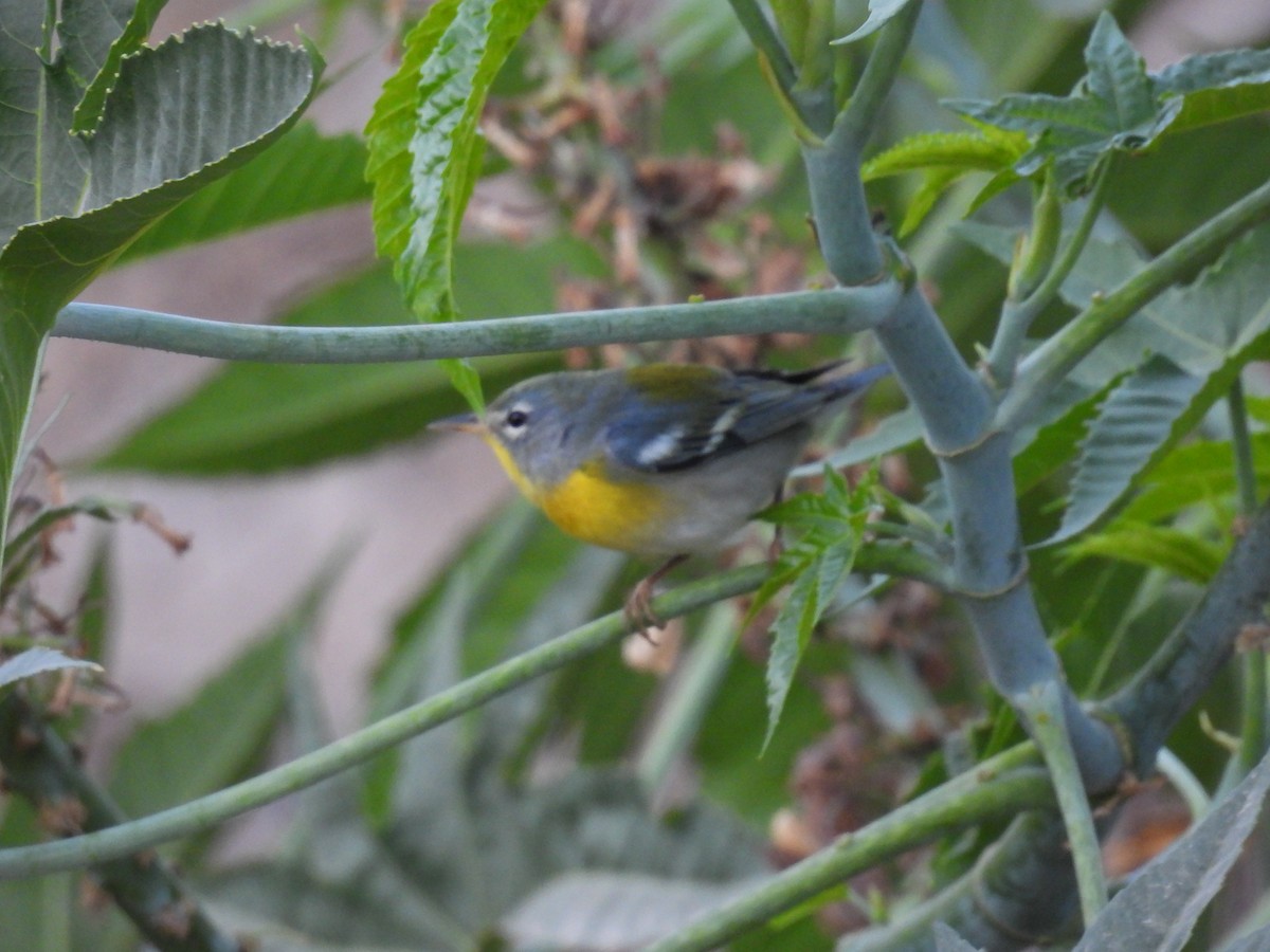 Northern Parula - ML647520096