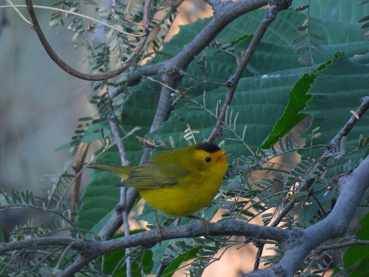 Wilson's Warbler - ML647520101