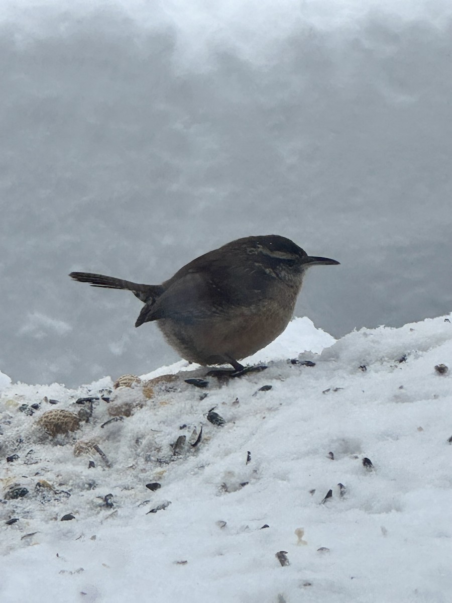 Cucarachero de Carolina (grupo ludovicianus) - ML647520108