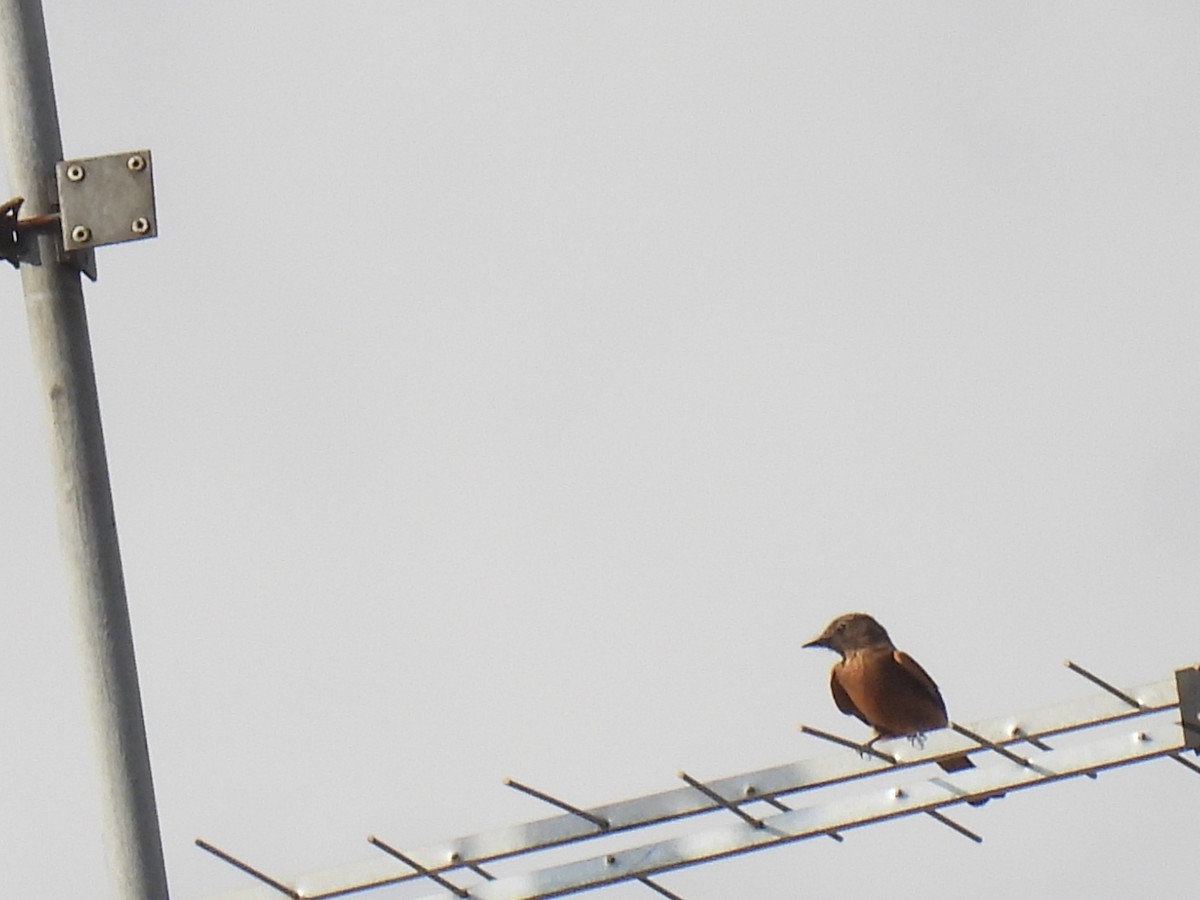 Cliff Flycatcher - ML647520109