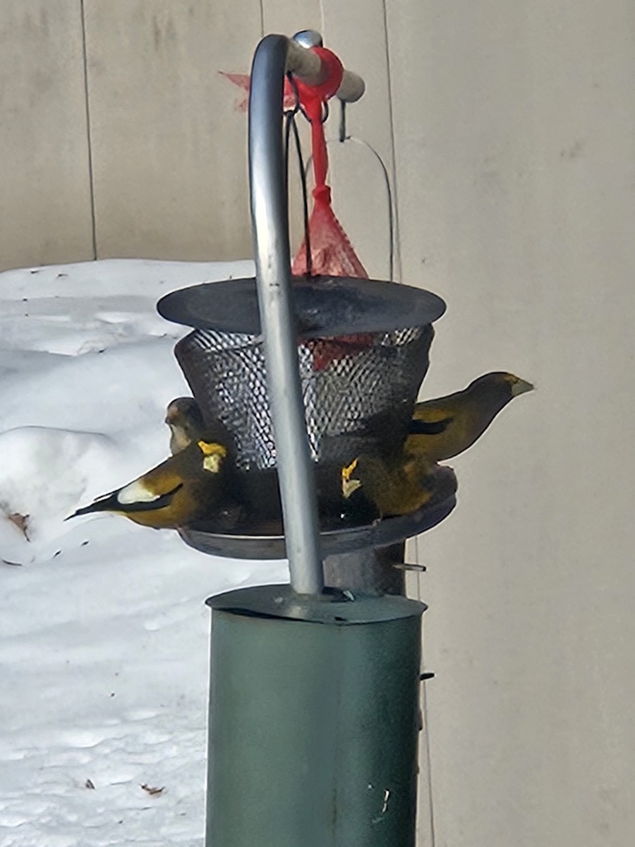Evening Grosbeak - ML647520110
