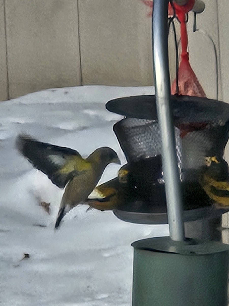 Evening Grosbeak - ML647520111