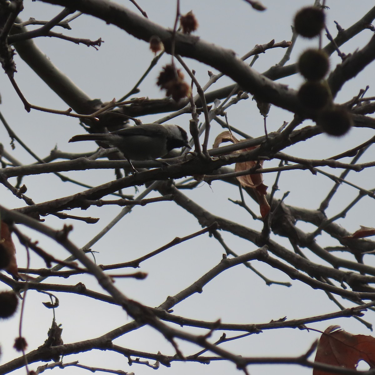 Mountain Chickadee - ML647520112