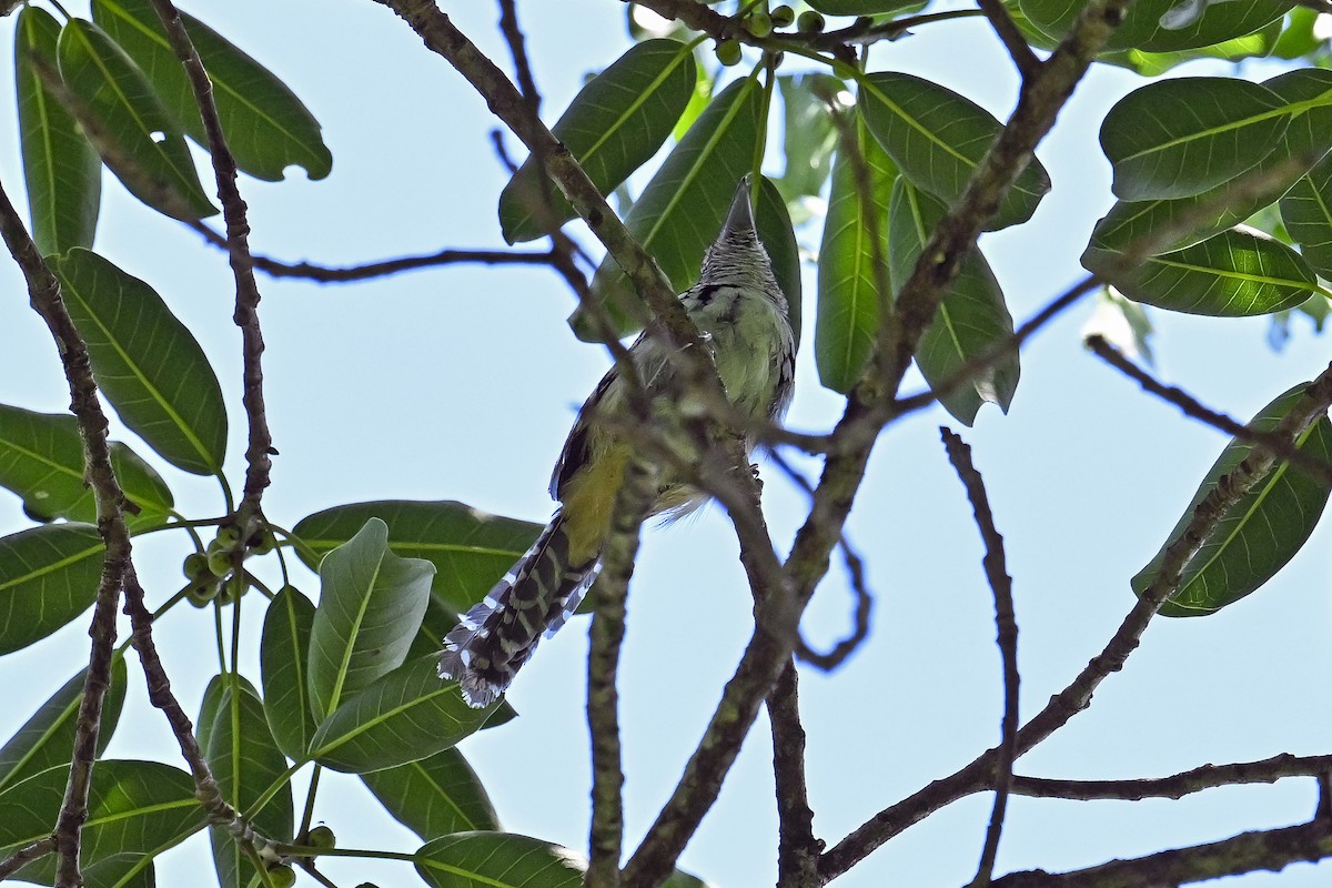 Spot-backed Antshrike - ML647520113