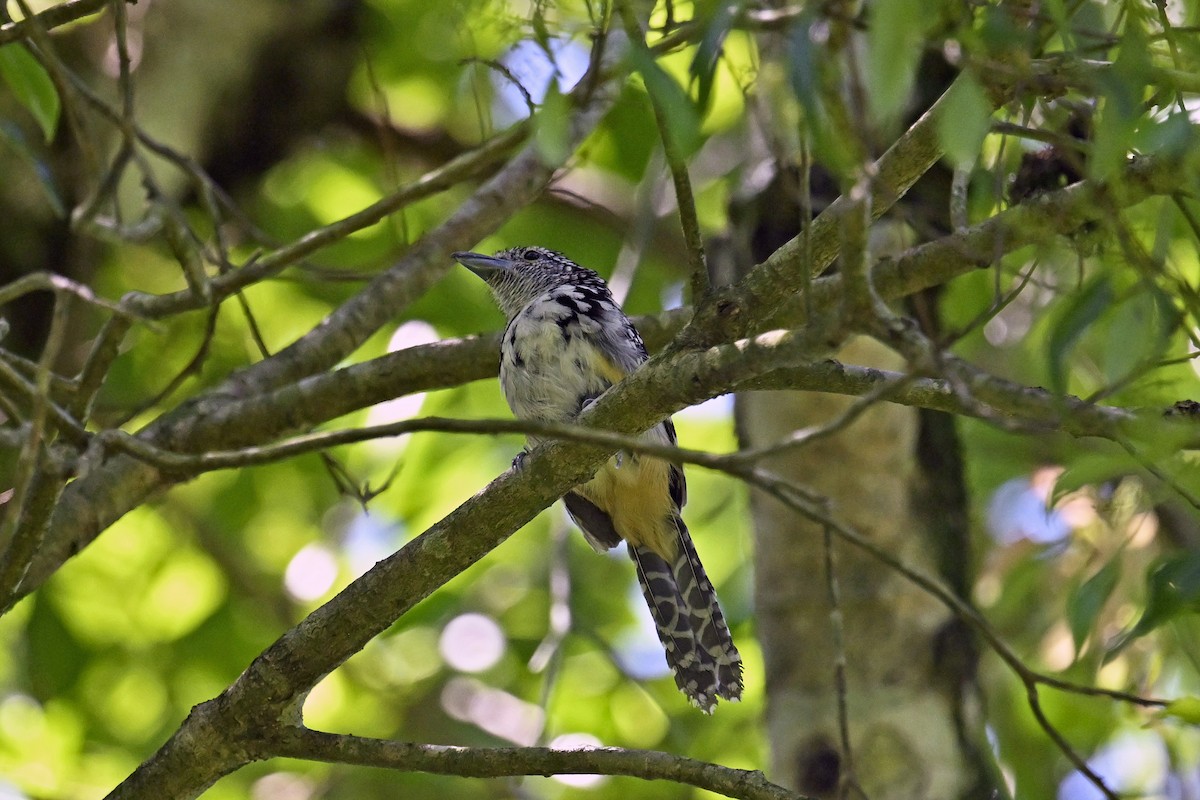 Spot-backed Antshrike - ML647520114