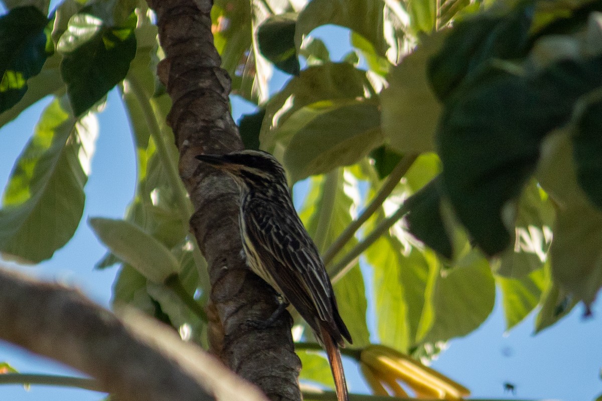Streaked Flycatcher - ML647520115