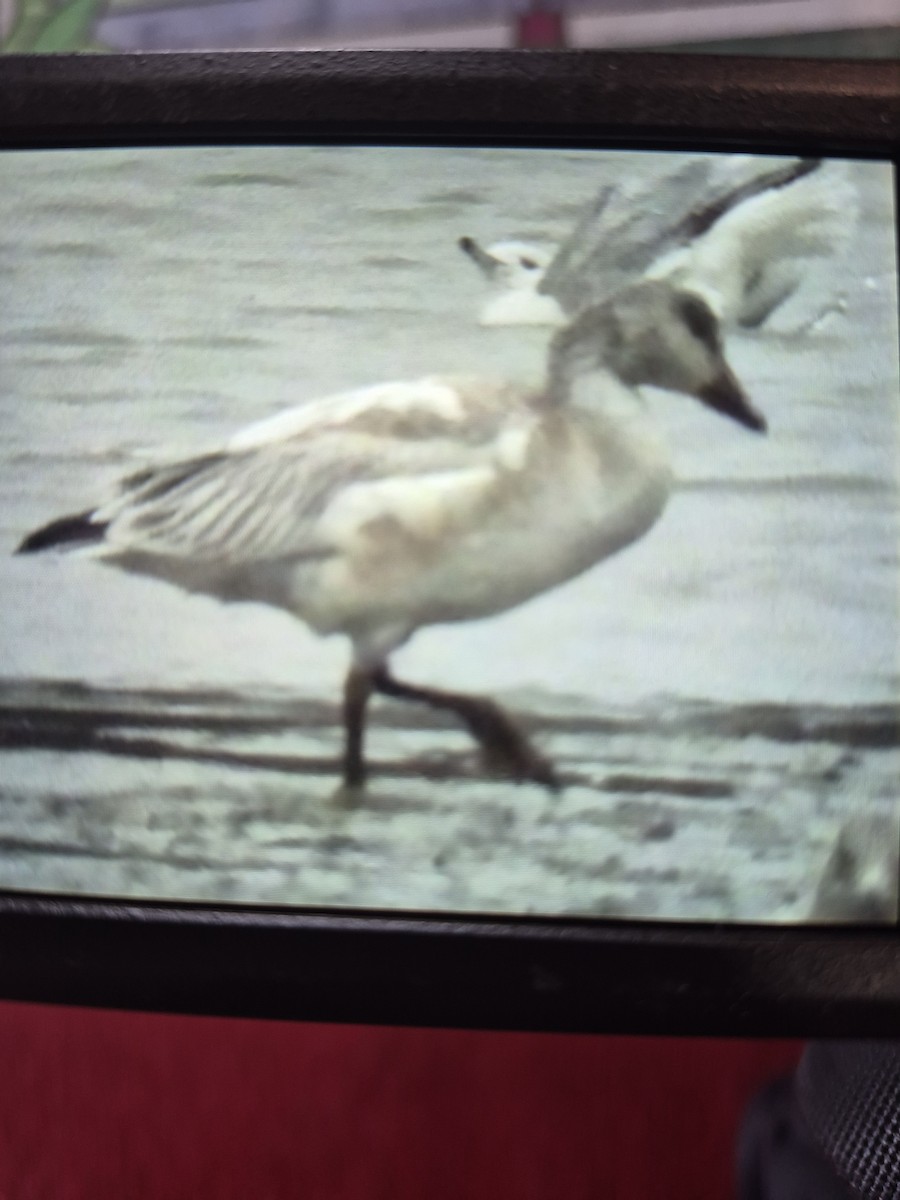 Snow Goose - ML647520118