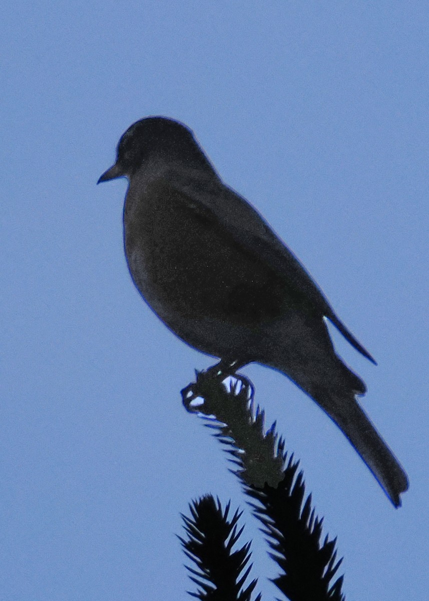 American Robin - ML647520120