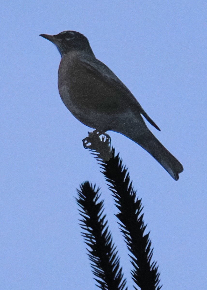 American Robin - ML647520121