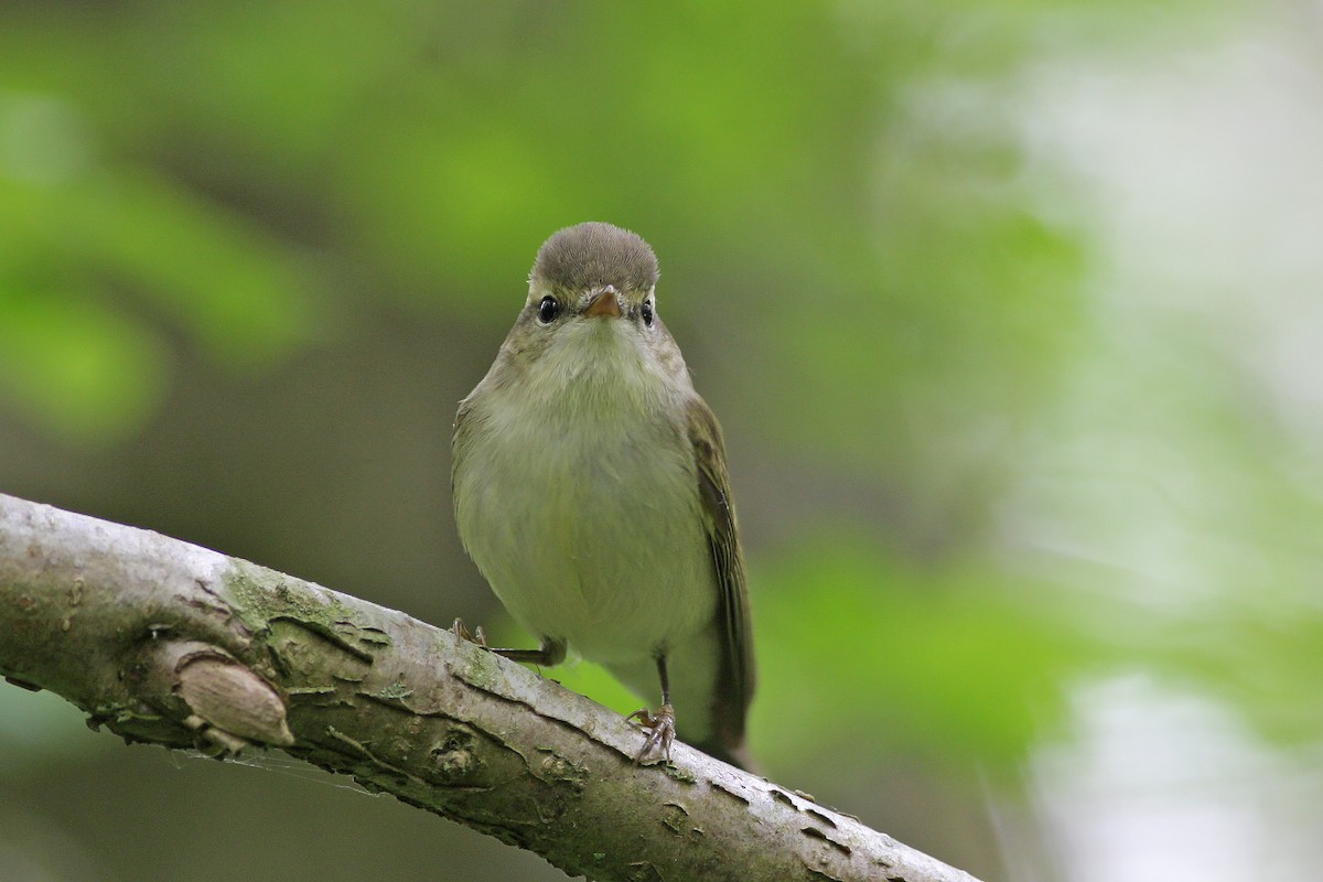 Greenish Warbler - ML647520122