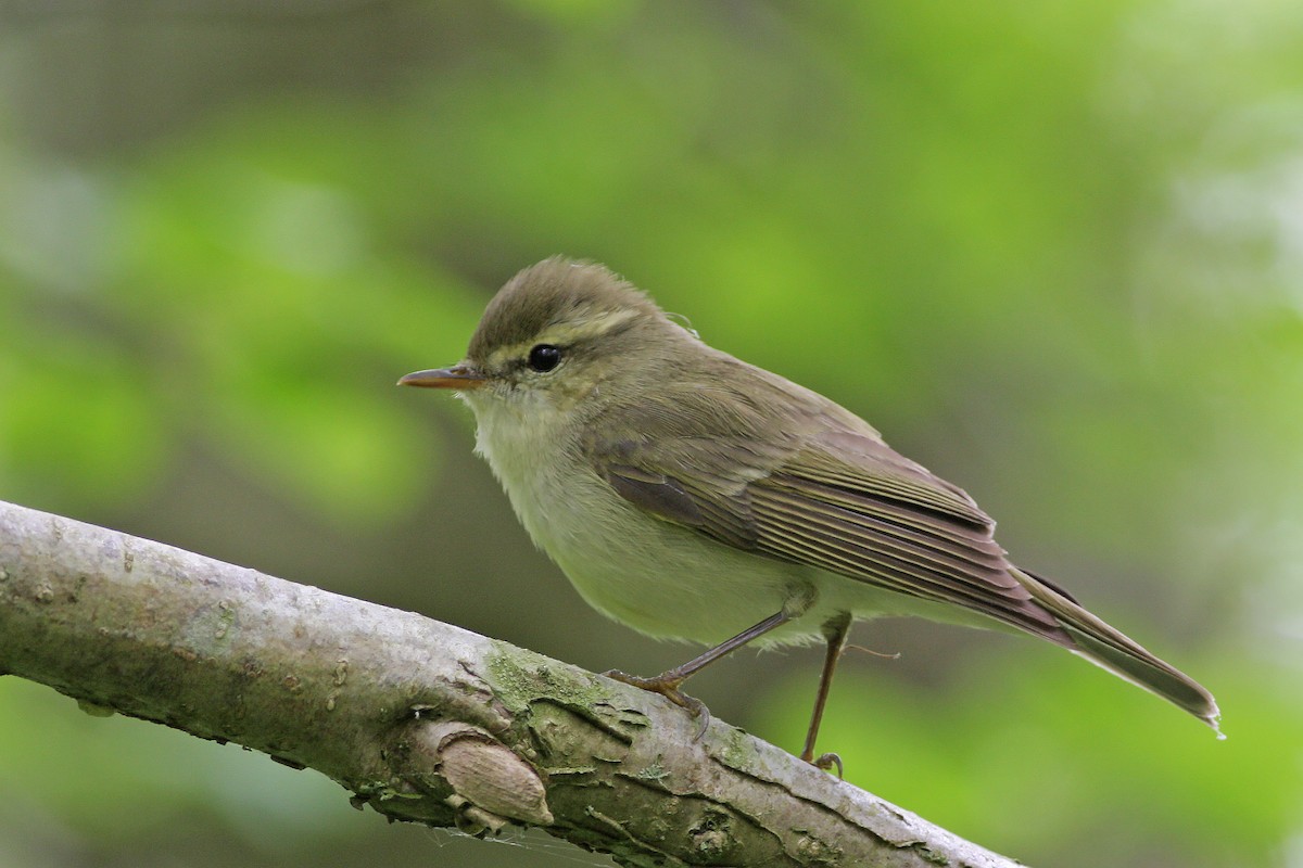 Greenish Warbler - ML647520124