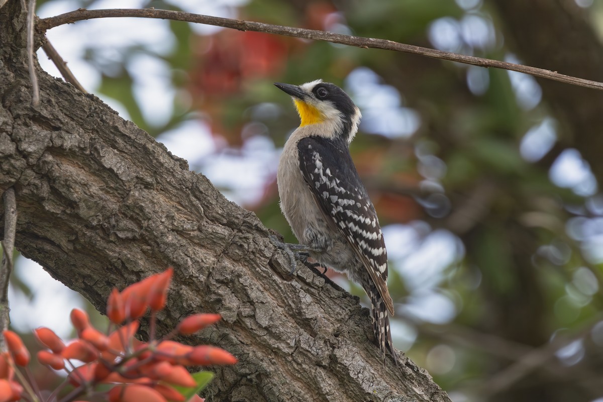 White-fronted Woodpecker - ML647520125