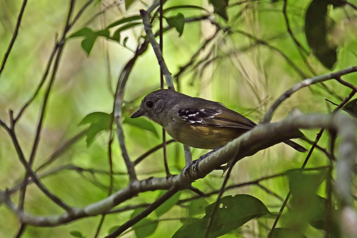 Variable Antshrike - ML647520126