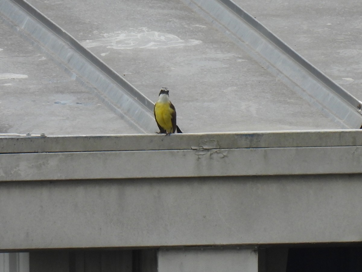 Great Kiskadee - ML647520127