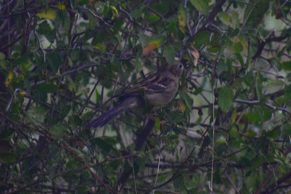 Lincoln's Sparrow - ML647520129