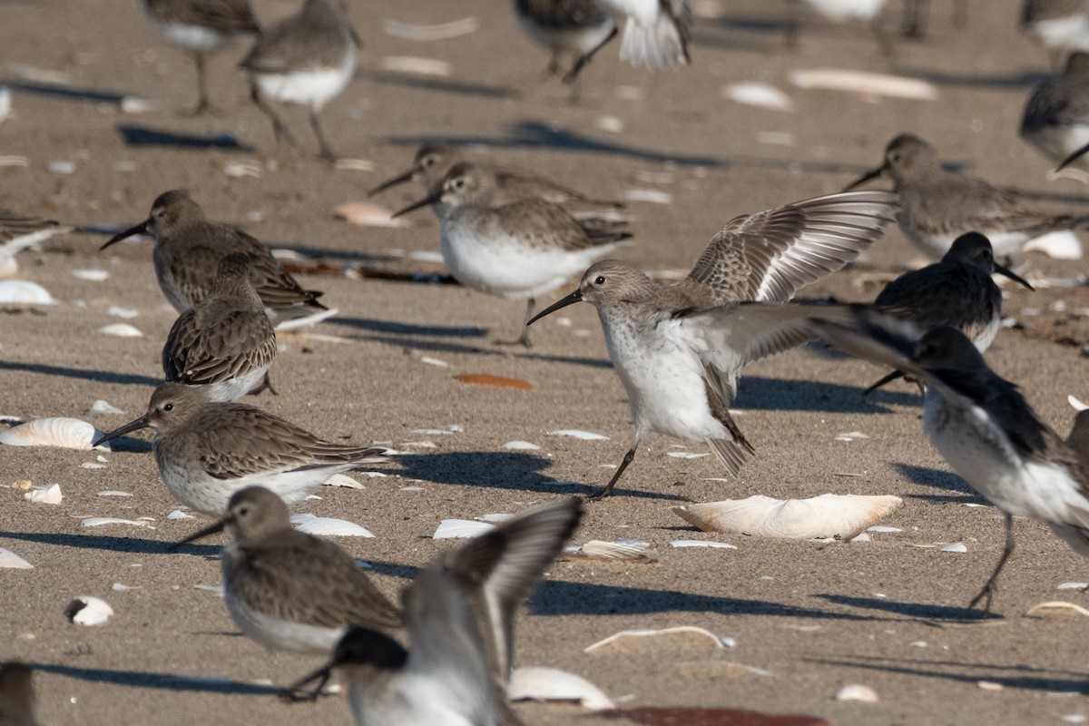 Dunlin - ML647520131