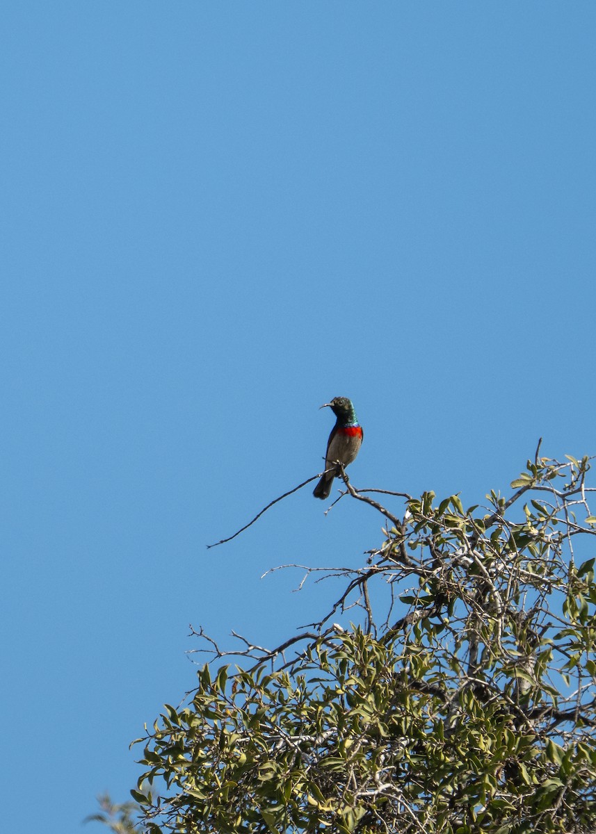 Southern Double-collared Sunbird - ML647520141