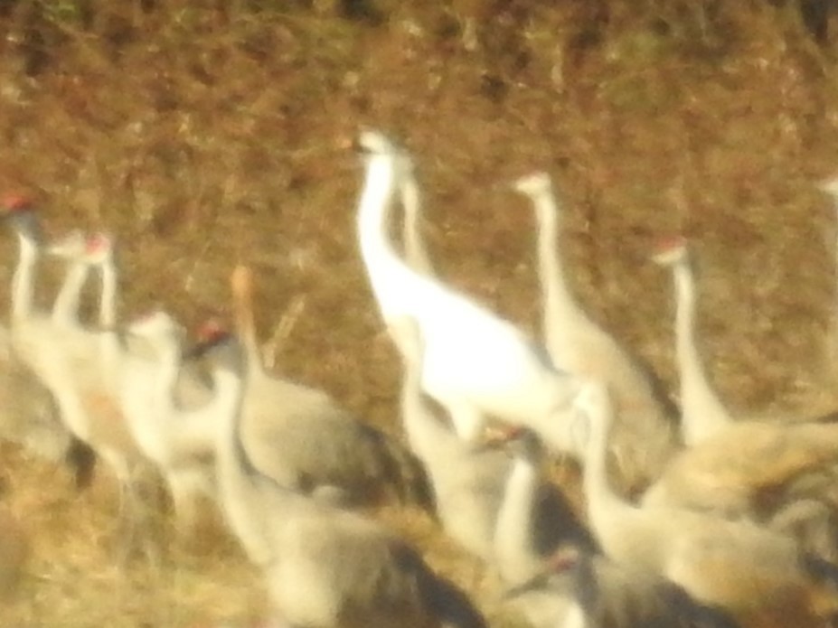 アメリカシロヅル - ML647520144