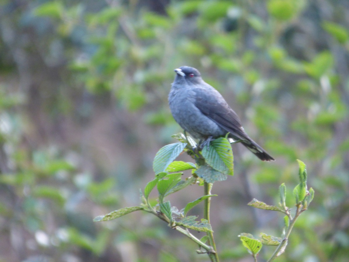 Red-crested Cotinga - ML647520150