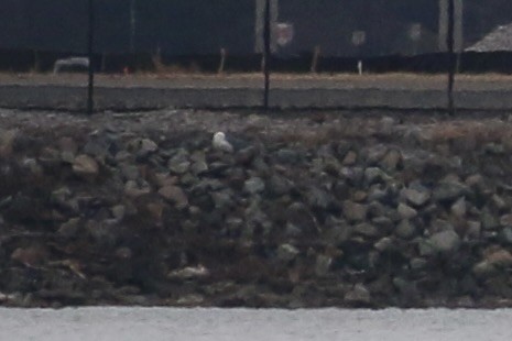 Snowy Owl - ML647520168