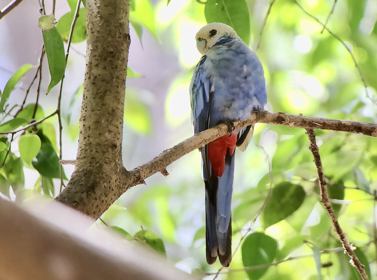 ホオアオサメクサインコ - ML647520224