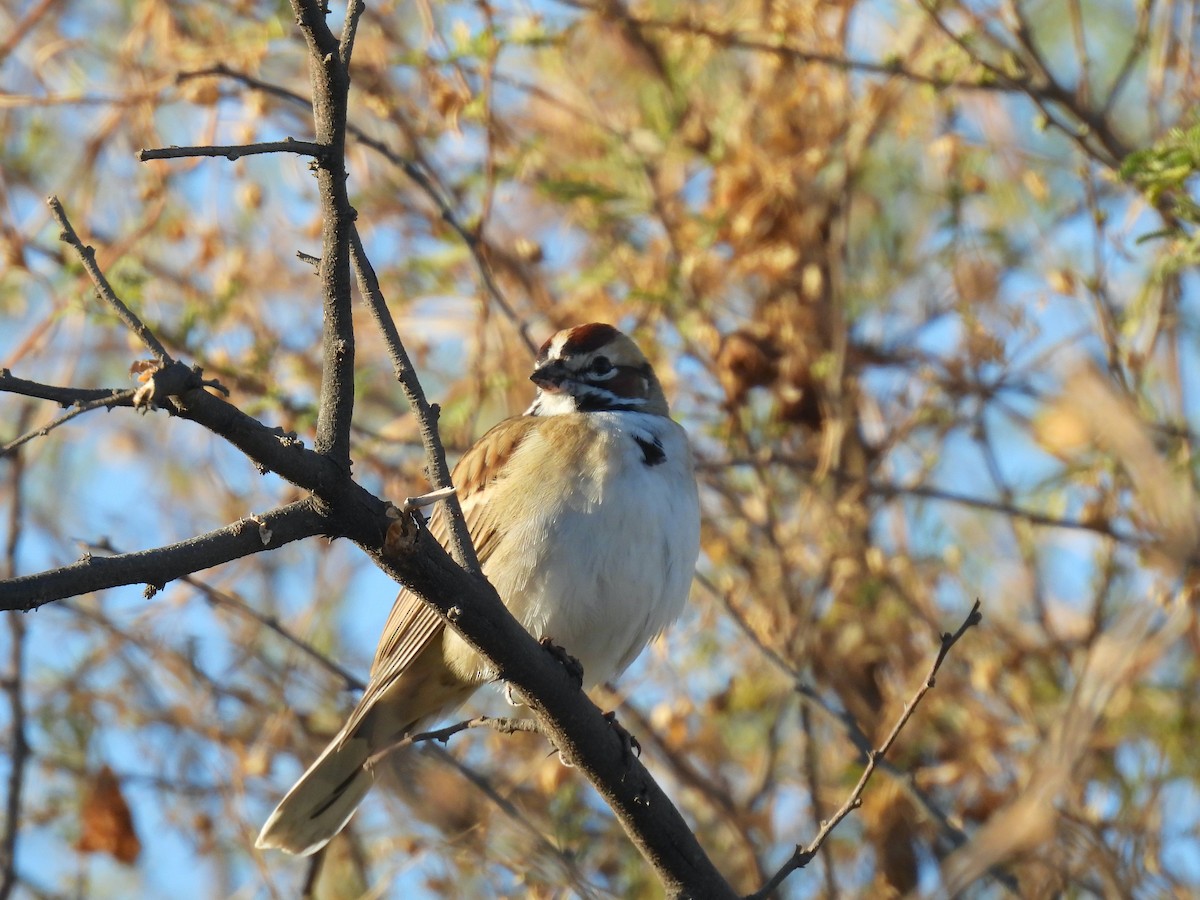 Потюк - ML647520228