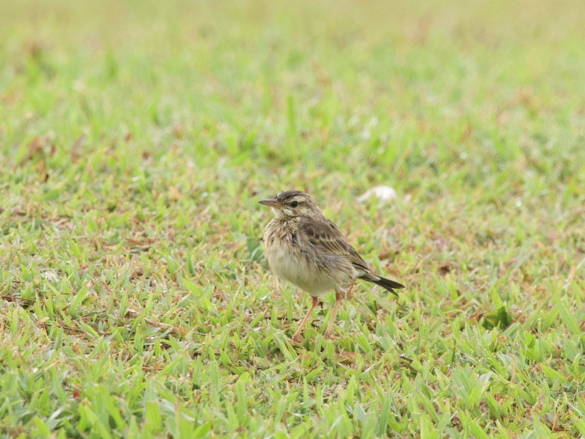 Щеврик іржастий - ML647520231
