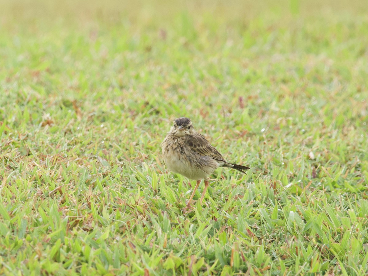 Щеврик іржастий - ML647520233