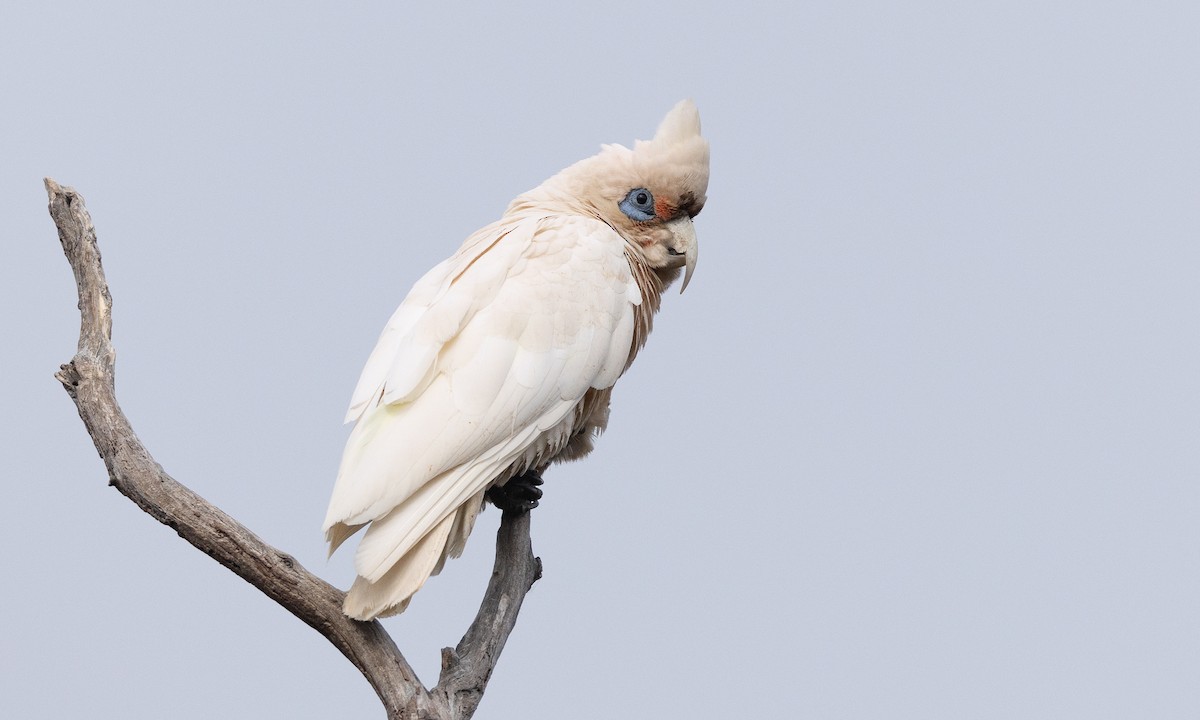 Какаду західний - ML647520235