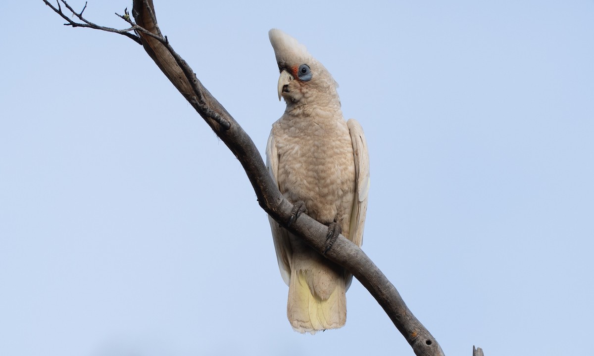 Какаду західний - ML647520236