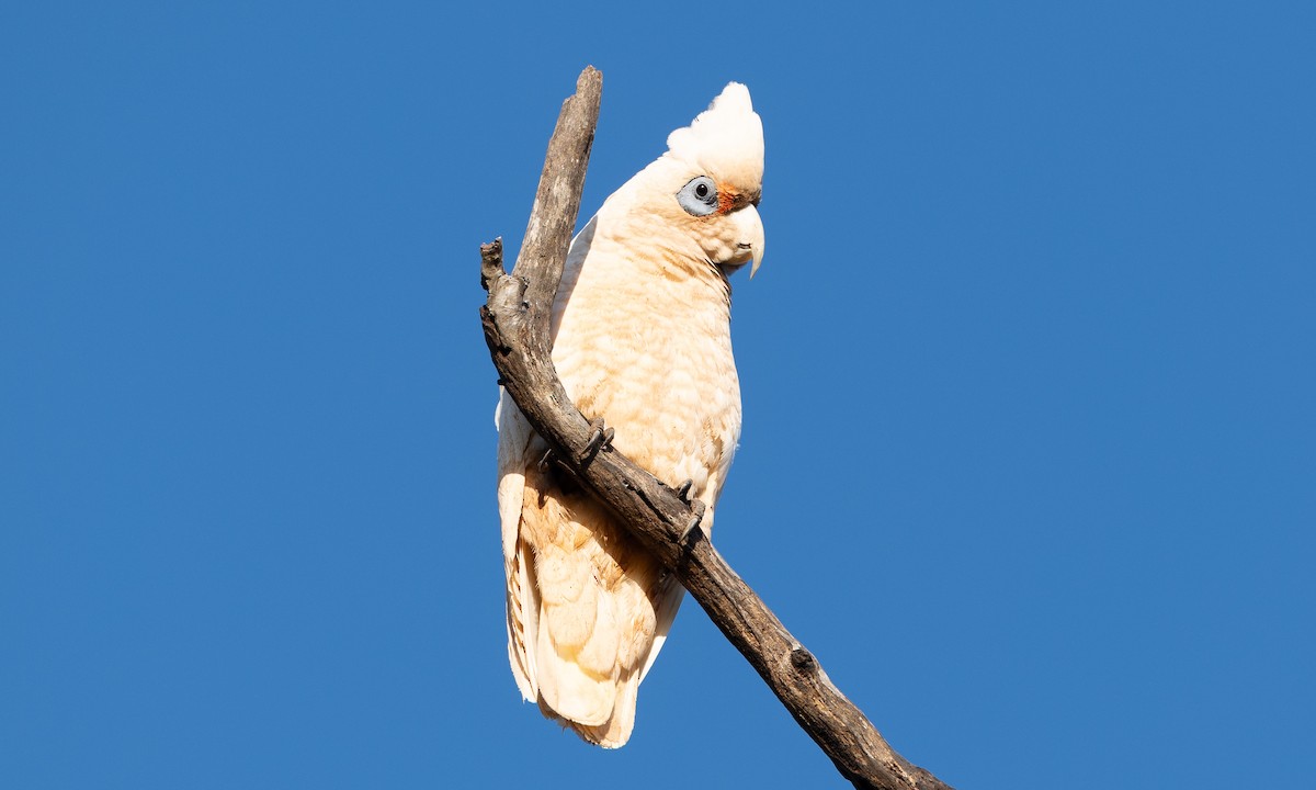 Какаду західний - ML647520238