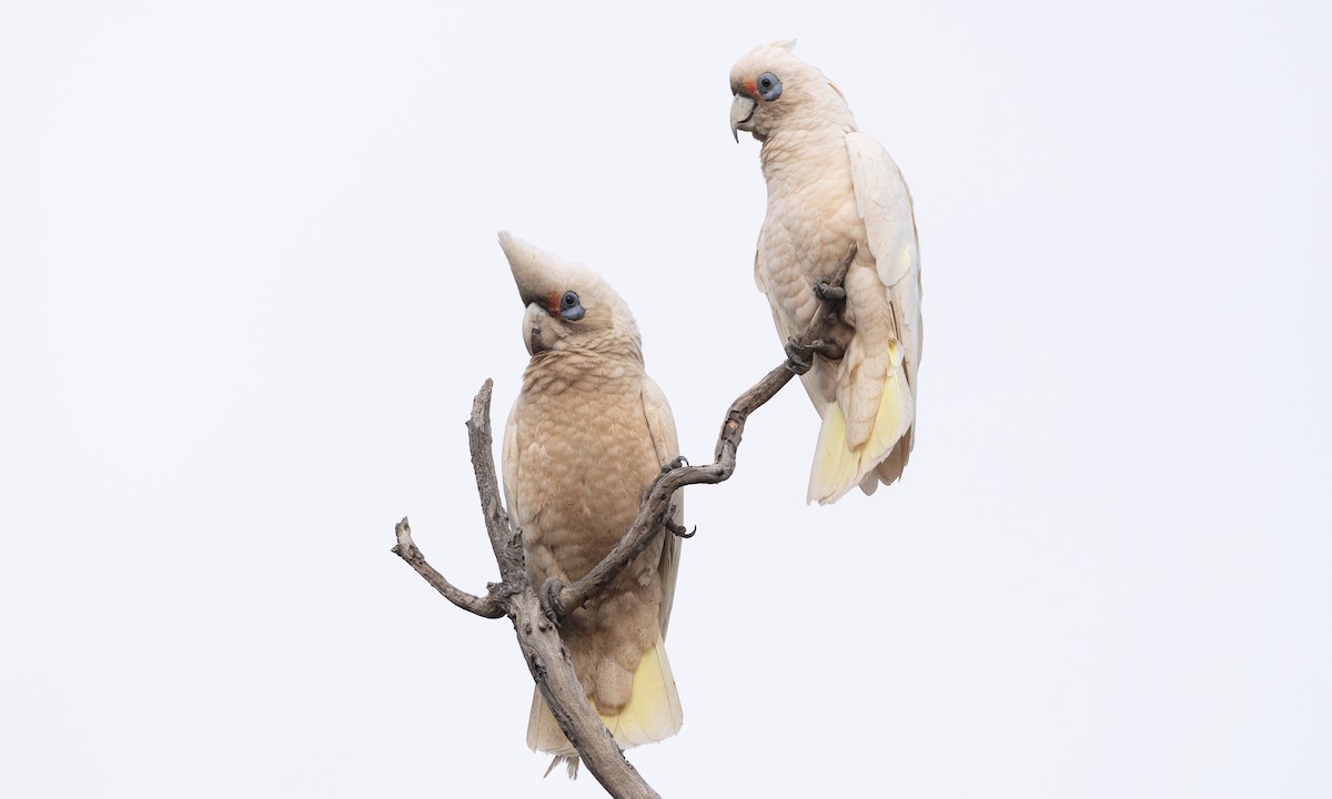 Какаду західний - ML647520240