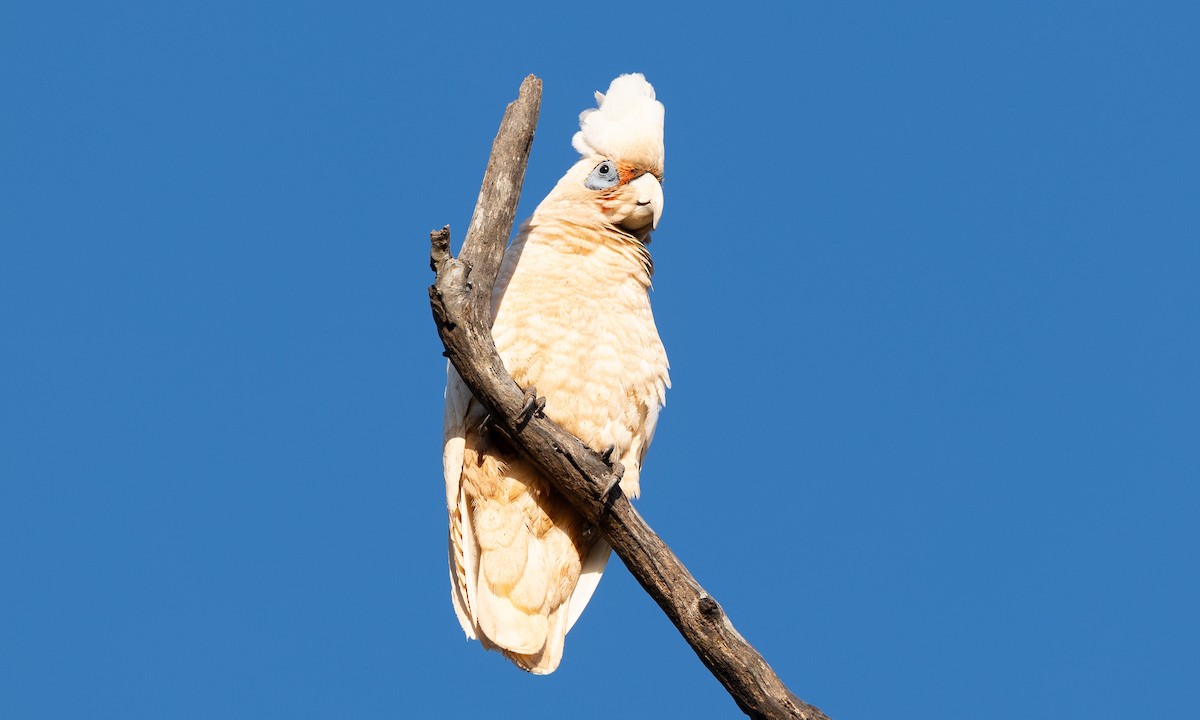 Какаду західний - ML647520241