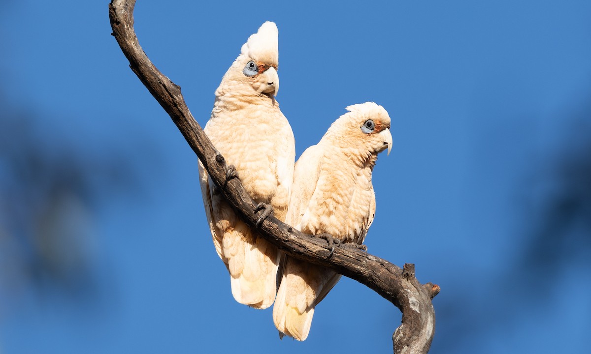 Какаду західний - ML647520242