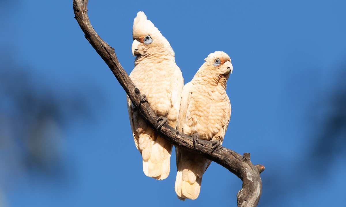 Какаду західний - ML647520245