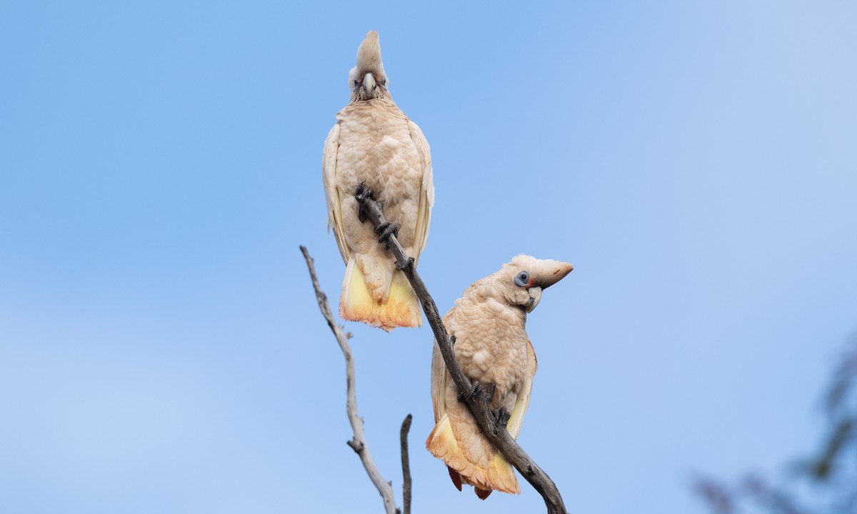 Какаду західний - ML647520247