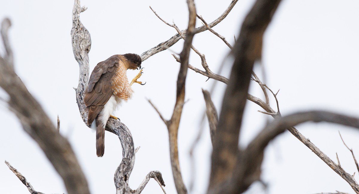 Яструб чорноголовий - ML647520256