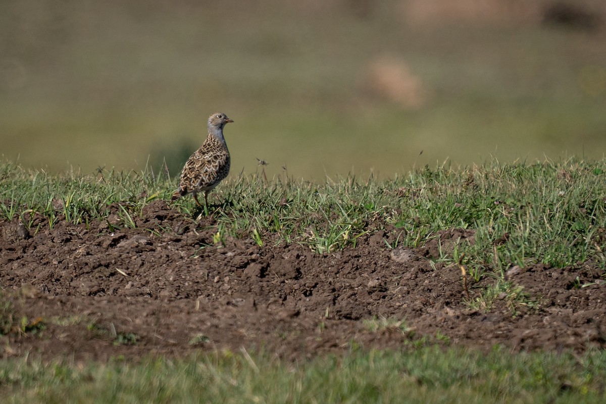 Тинокор великий - ML647520257