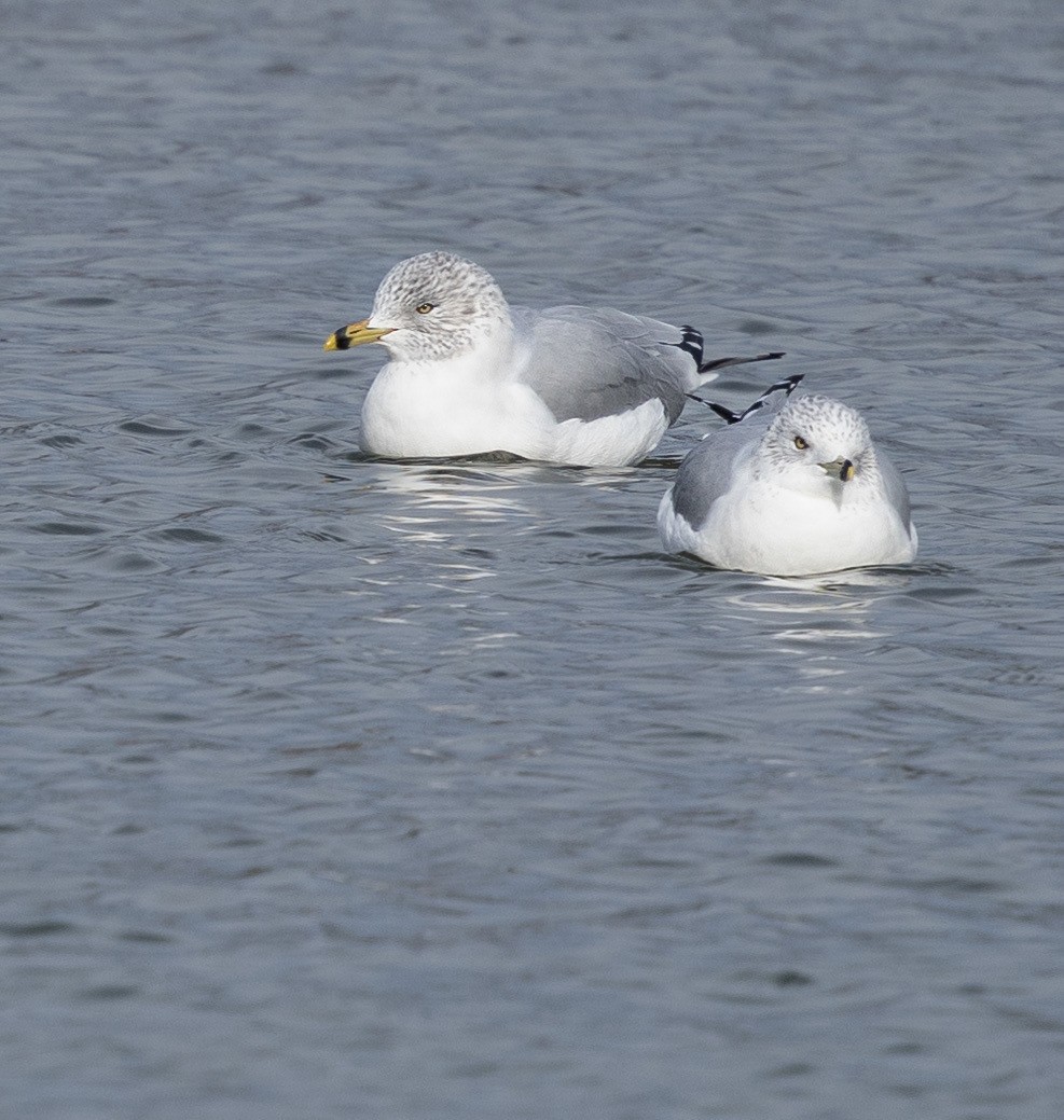 Мартин делаверський - ML647520258