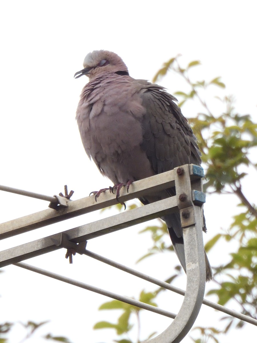 Горлиця червоноока - ML647520259