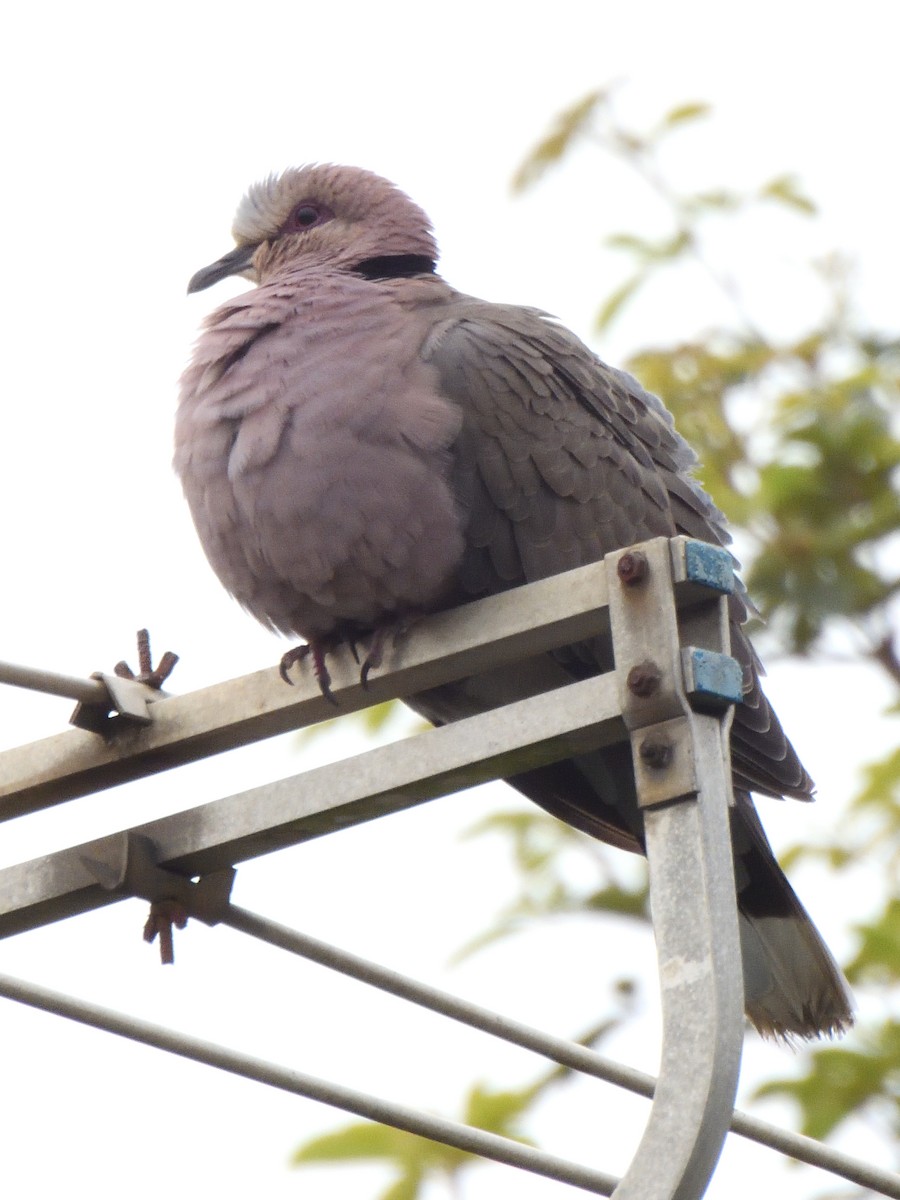 Горлиця червоноока - ML647520260