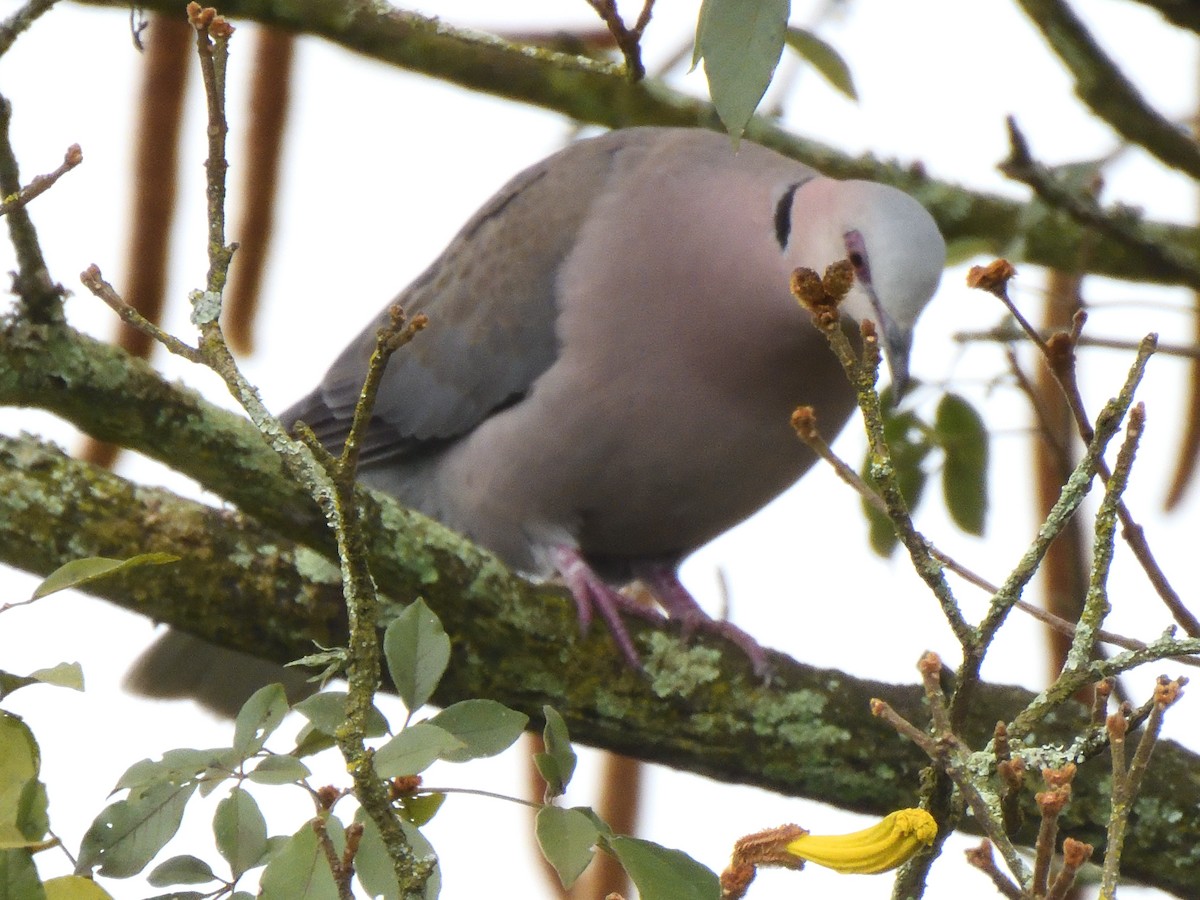 Горлиця червоноока - ML647520261