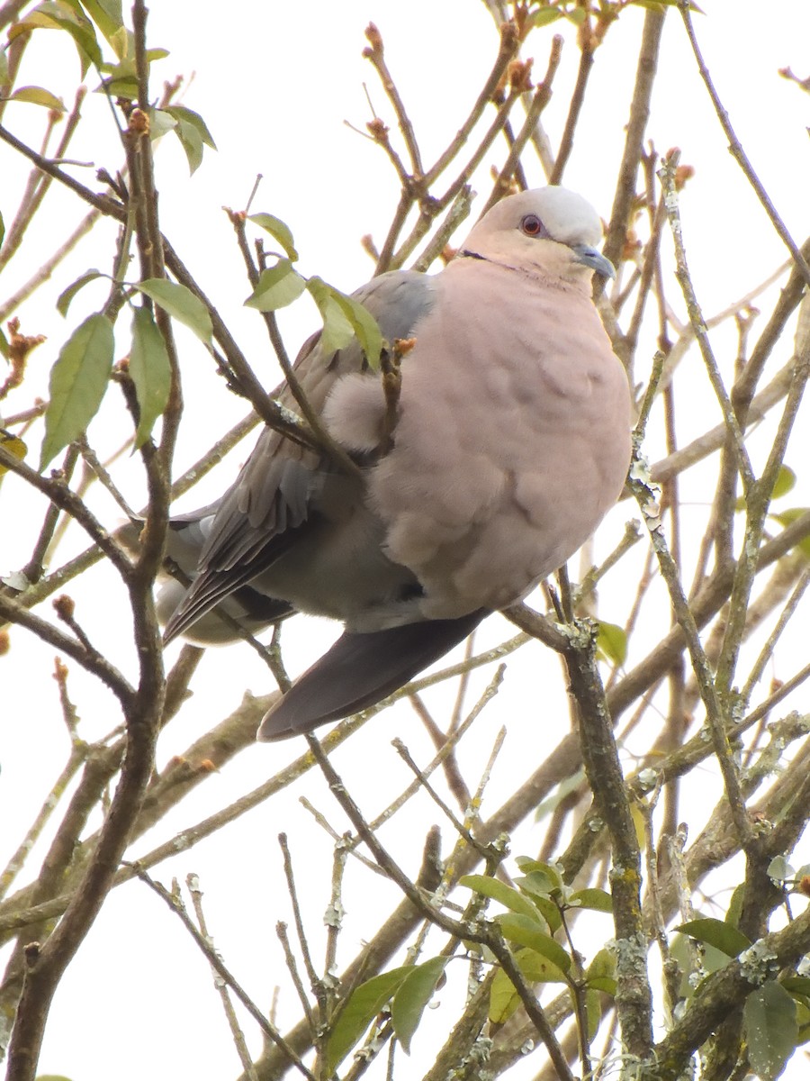 Горлиця червоноока - ML647520262