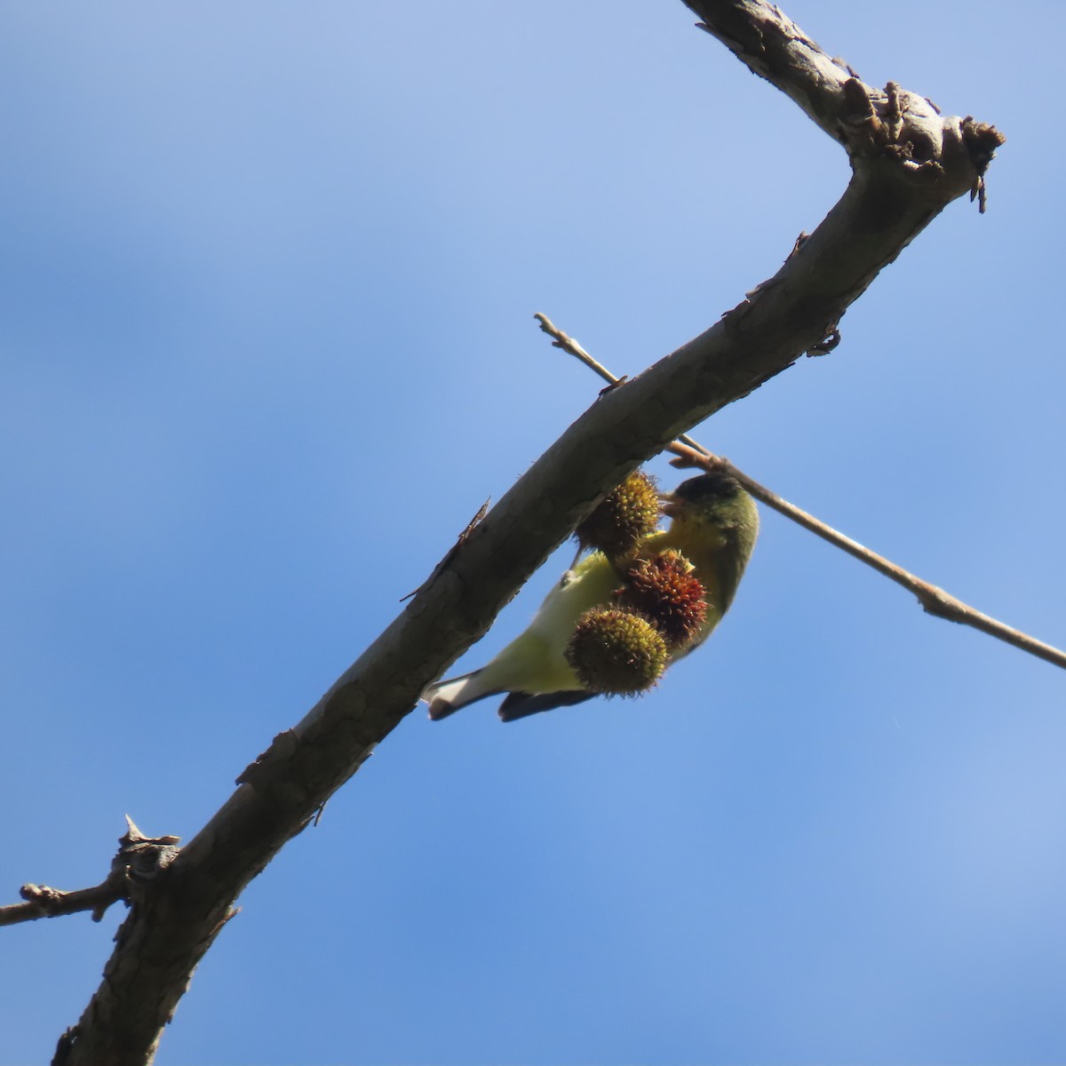 Чиж малий - ML647520269