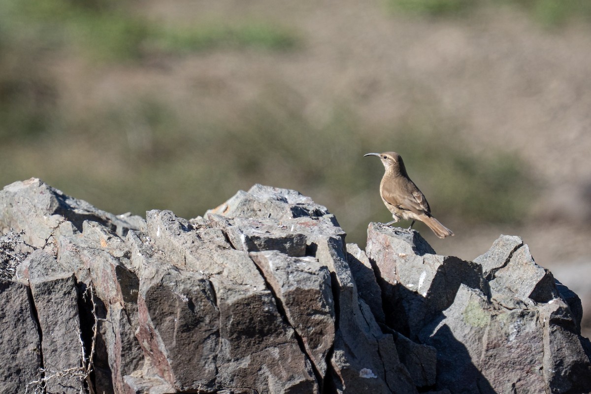 Scale-throated Earthcreeper - ML647520280
