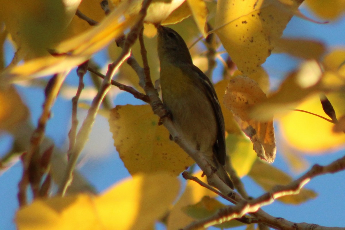 Northern Parula - ML647520304