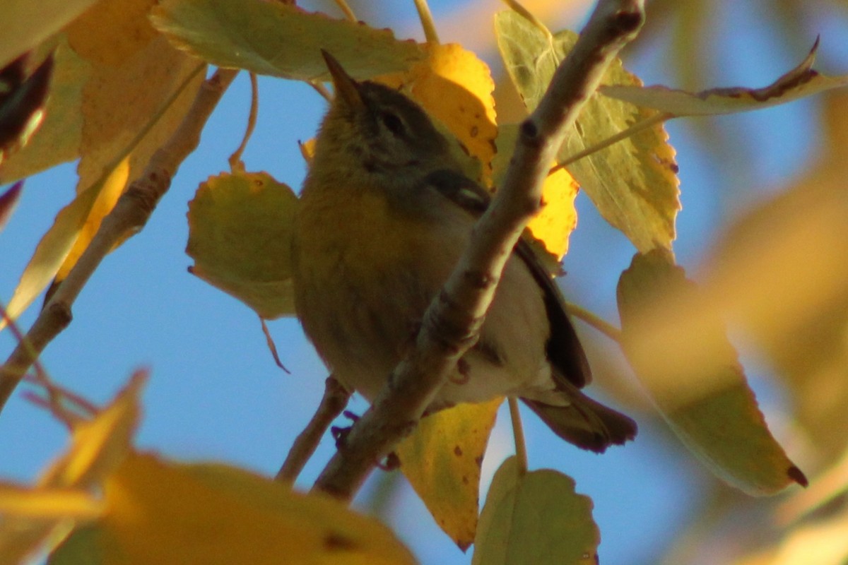 Northern Parula - ML647520305
