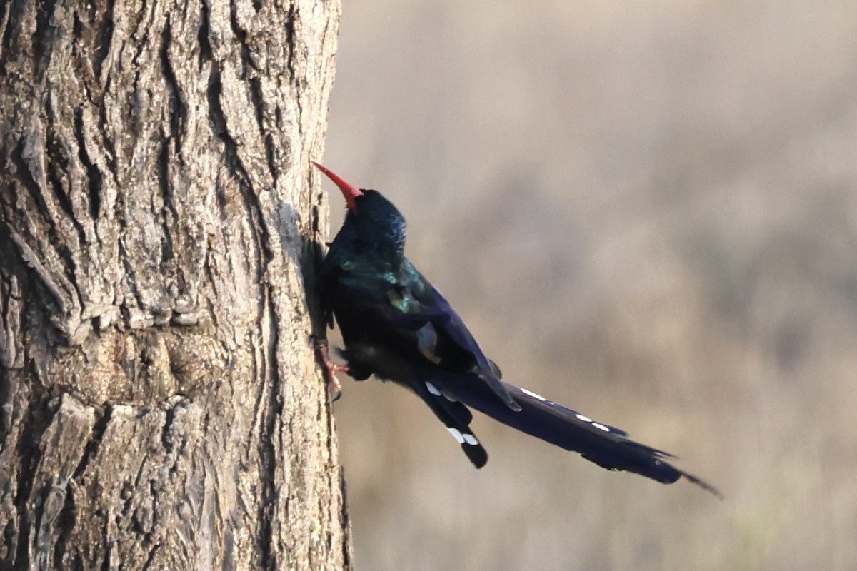 Green Woodhoopoe - ML647520308