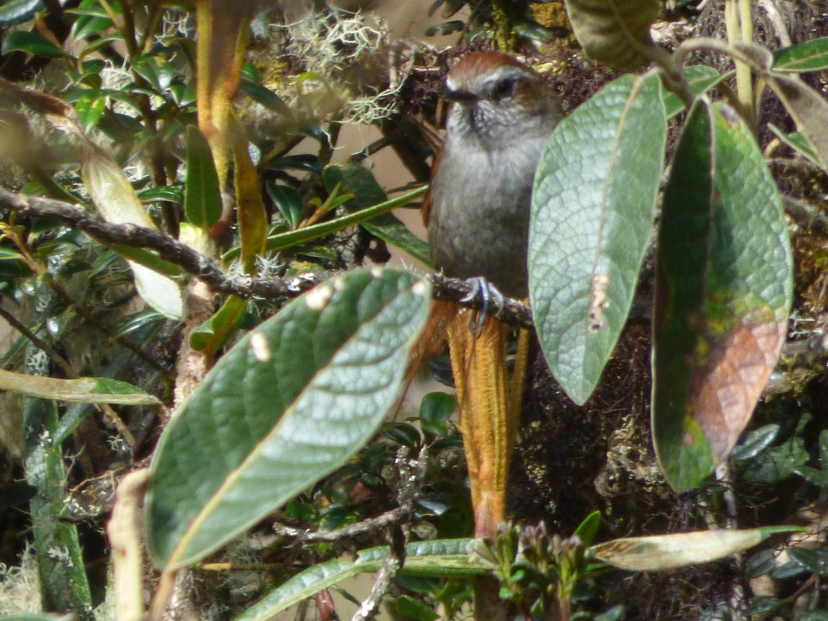 White-chinned Thistletail - ML647520322